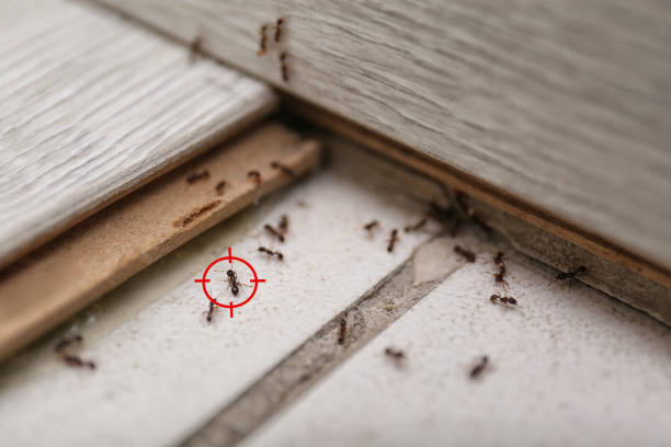 Professional Pest Control in Antioch, CA