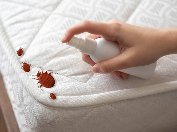 Best Cockroach Control Services  in Antioch, CA