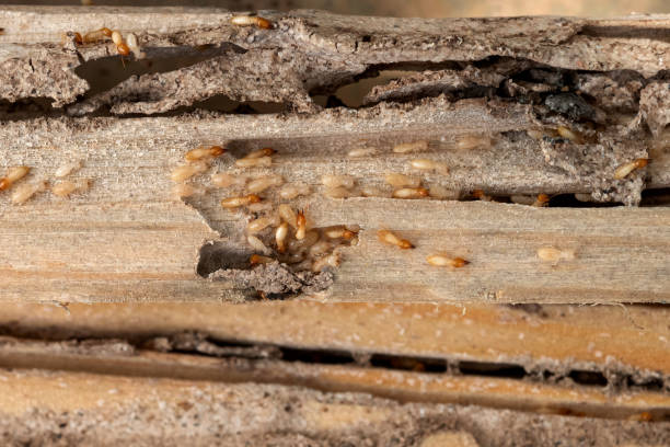 Best Bed Bug Extermination  in Antioch, CA