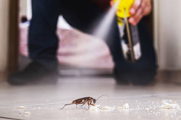 Pest Control for Restaurants in Antioch, CA